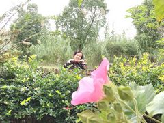 -田园东方蜜桃村的田野营地