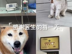 -派美特宠物医院·核磁CT·骨科肿瘤·疑难转诊(沈农禾丰店)