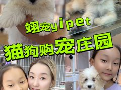 -翊宠yipet猫狗购宠庄园犬舍•猫舍