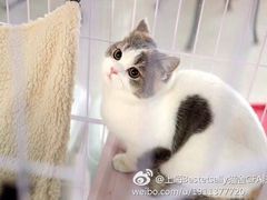 -Bastet sally猫舍购宠(静安店)