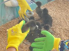 -怪兽屋·羊驼·猫咖·狗咖(俊华广场店)