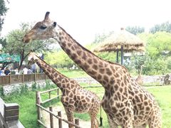 -北京野生动物园