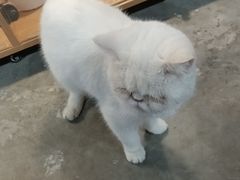 -浣熊柯尔鸭土拨鼠·电玩咖