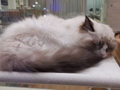 -momokira米努特·德文卷毛猫·棉花面纱犬