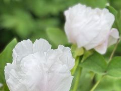 -洛阳市隋唐城遗址植物园