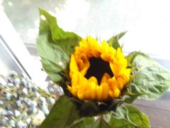 -弗劳尔花艺坊(龙涛店)