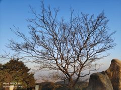 -阳台山森林公园