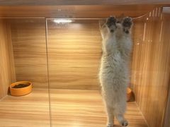 -猫十亿·布偶金渐层·曼基康矮脚猫舍(青年路店)