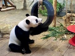 -深圳野生动物园