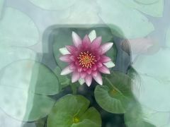 -白鹭湾湿地公园