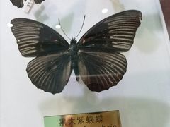 -上海昆虫博物馆