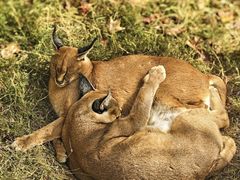 -西霞口神雕山野生动物世界