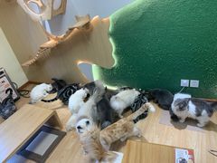 -猫和宫(六道口店)