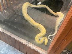 -上海大自然野生昆虫馆(东方明珠·爬宠昆虫探索中心)