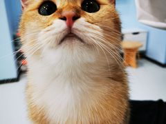 -糯米喵星人·撸猫猫舍咖啡馆(西市场嘉华店)