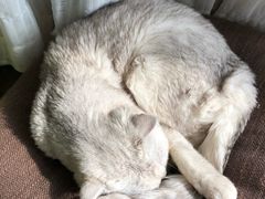 -猫猫幼稚园·撸猫·桌游·电玩