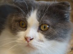 -飞行喵MR PILOT|猫舍·猫咖(静安大融城店)