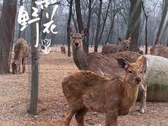 -秦皇岛野生动物园