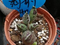 -龙大花卉苗木市场