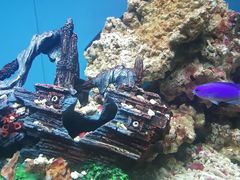 -北戴河圣蓝海洋公园