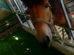 -万源龙顺度假庄园生态观光园