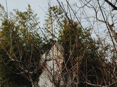 -习家池