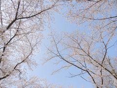 -苏州上方山国家森林公园