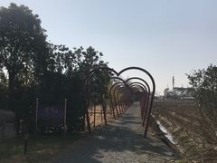 -海上花岛玫瑰园采摘