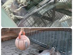 -青藏高原野生动物园