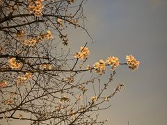-高东镇樱花园