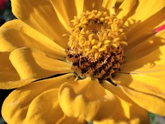 -合肥滨湖国家森林公园