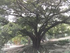 -晓港公园
