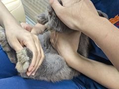 -美美宠物诊疗中心·异宠·骨科(滨江东信分院)