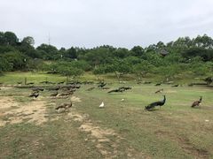 -秀丽东方