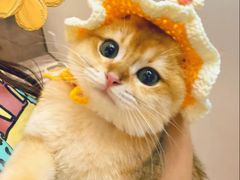-lincat·猫舍(广州店)
