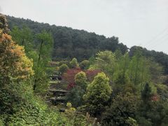 -铁山坪森林公园