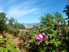 景点-密云玫瑰情园