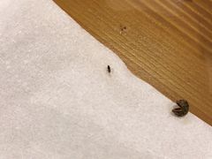 -重庆石磨豆花庄(乔庄店)