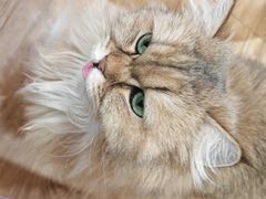 -滚猫咖啡·猫咖·猫友好撸猫(未来城店)