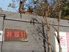 android_upload_pic-苹果树下艺术餐厅(宋庄店)