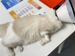 -伟伟宠物医院·CT影像中心·瑞派犬猫综合性门诊(汉口总院)