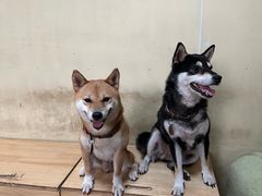 -柴犬高等学院·狗咖·柴犬售卖·宠物训练