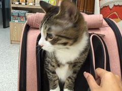 -四月宠物医院·猫专科·心脏专科·内科(转塘店)