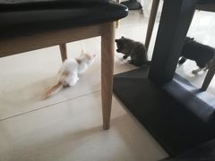 -平行世界·猫咖(首经贸店)