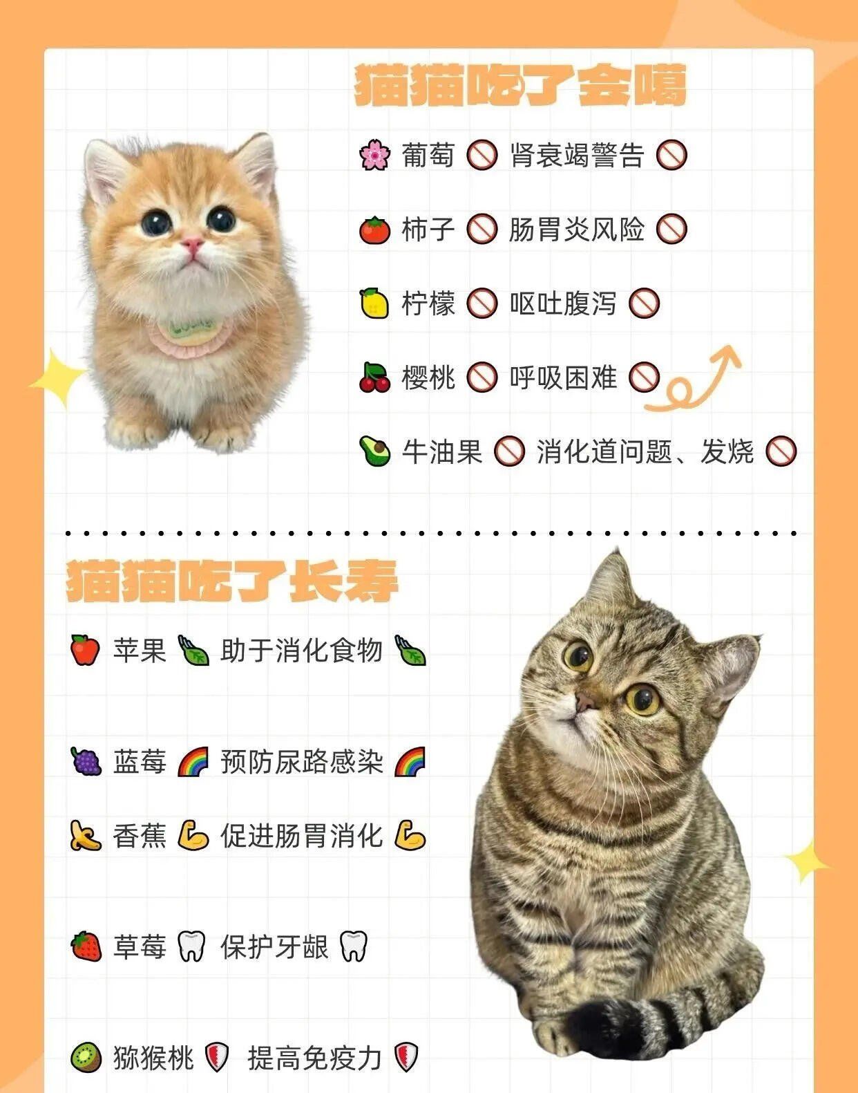 怎么给宠物猫超度-怎么给宠物医院讲价