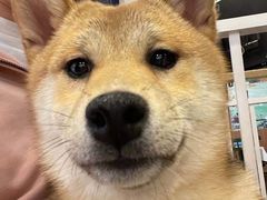 -柯斗斗主题餐厅·狗咖·围炉煮茶·茶饮(国瑞升平里店)