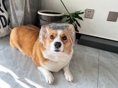 -宠福鑫康馨动物医院·骨科·眼科