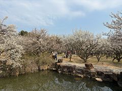 -香雪海