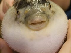 -肆月河豚·淮扬菜·湘菜(华天店)