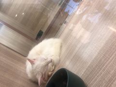 -飞行喵MR PILOT|猫舍·猫咖(静安大融城店)